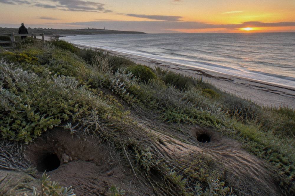 A grassy coastal slope above a narrow beach at last light, with burrow entrances scattered among low vegetation