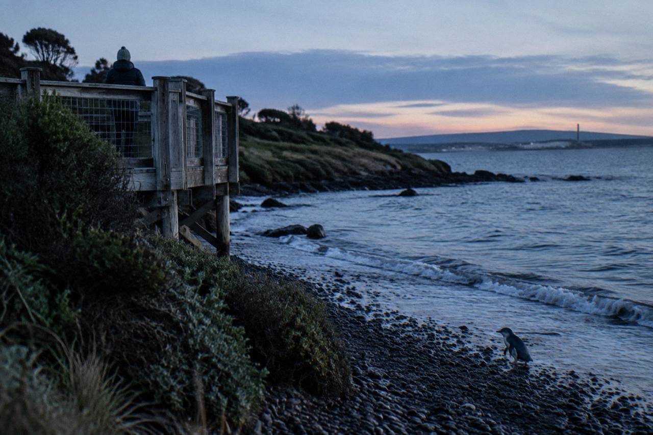 A wooden viewing platform beside a dark pebble beach at dusk with low coastal scrub along the shoreline