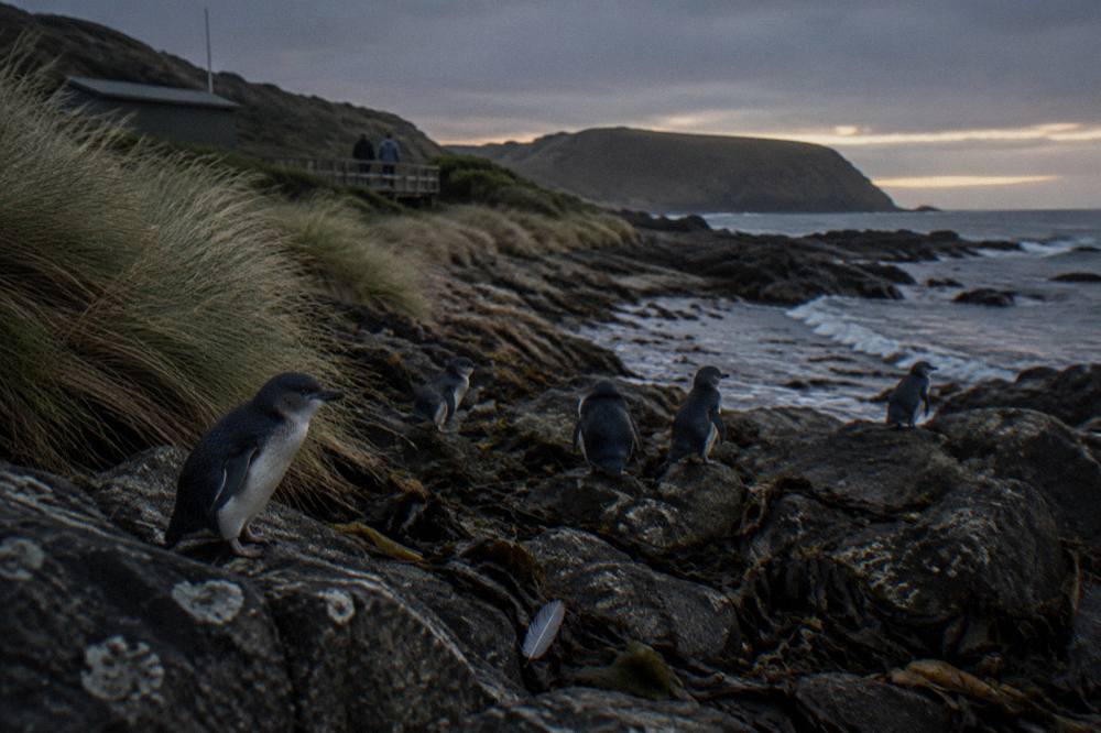 Little penguins gathering on a rocky beach at dusk with the ocean behind them