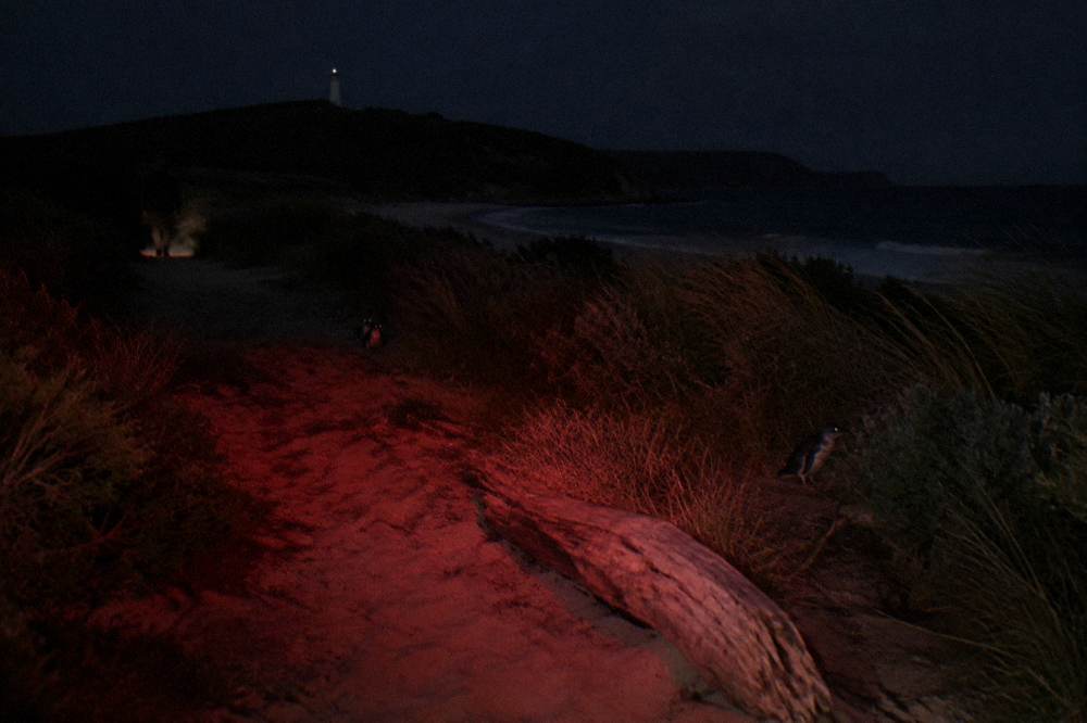 A red-filtered torch beam illuminating a sandy track through coastal scrub at night