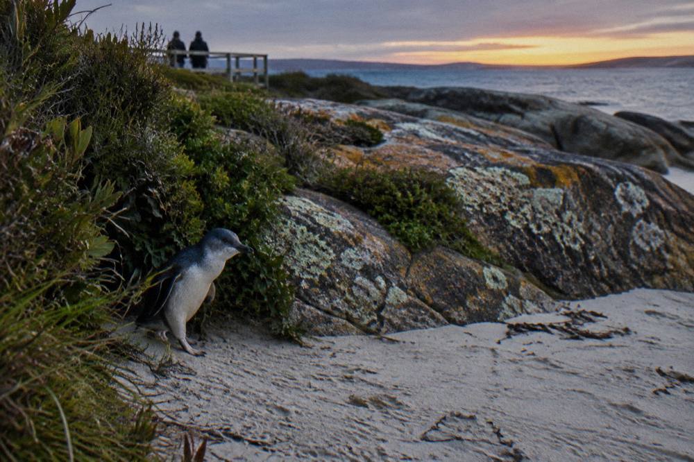 A little penguin emerging from coastal vegetation onto sand at dusk