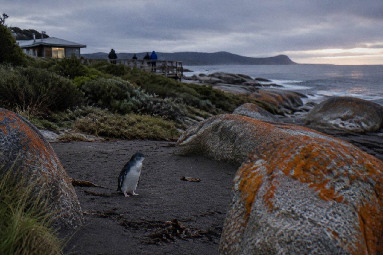 A little penguin standing on dark sand near coastal scrub at dusk