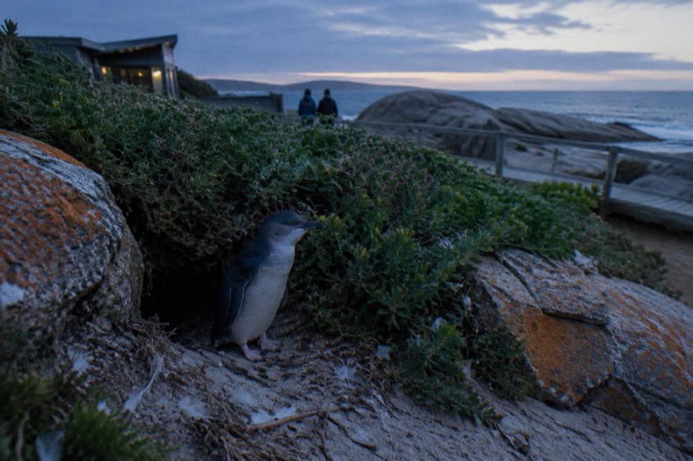 A little penguin standing among coastal vegetation near its burrow at dusk
