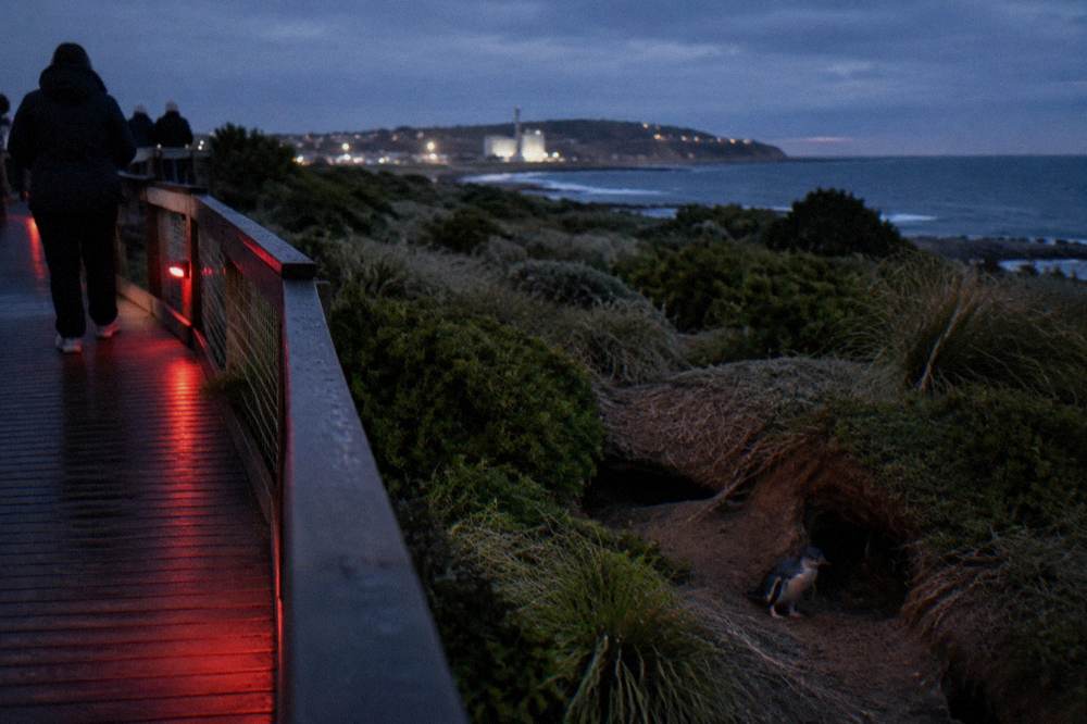 A quiet coastal viewing area with low red lighting near penguin burrows
