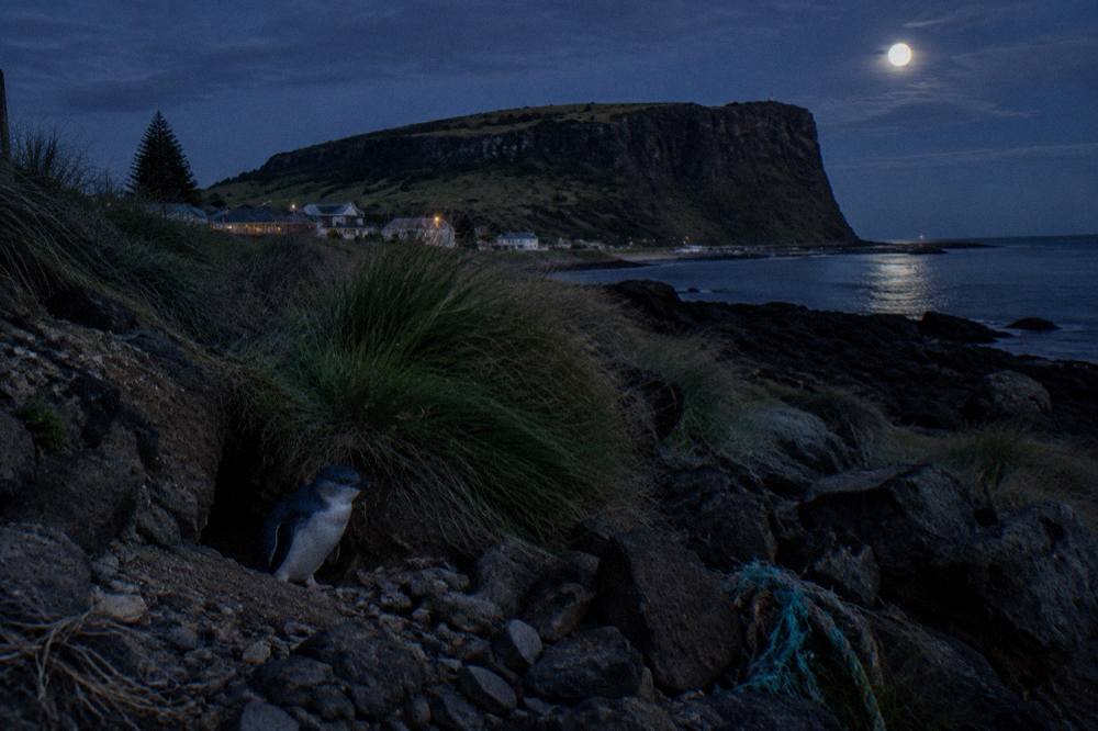 A little penguin standing beside its burrow entrance in coastal vegetation at night