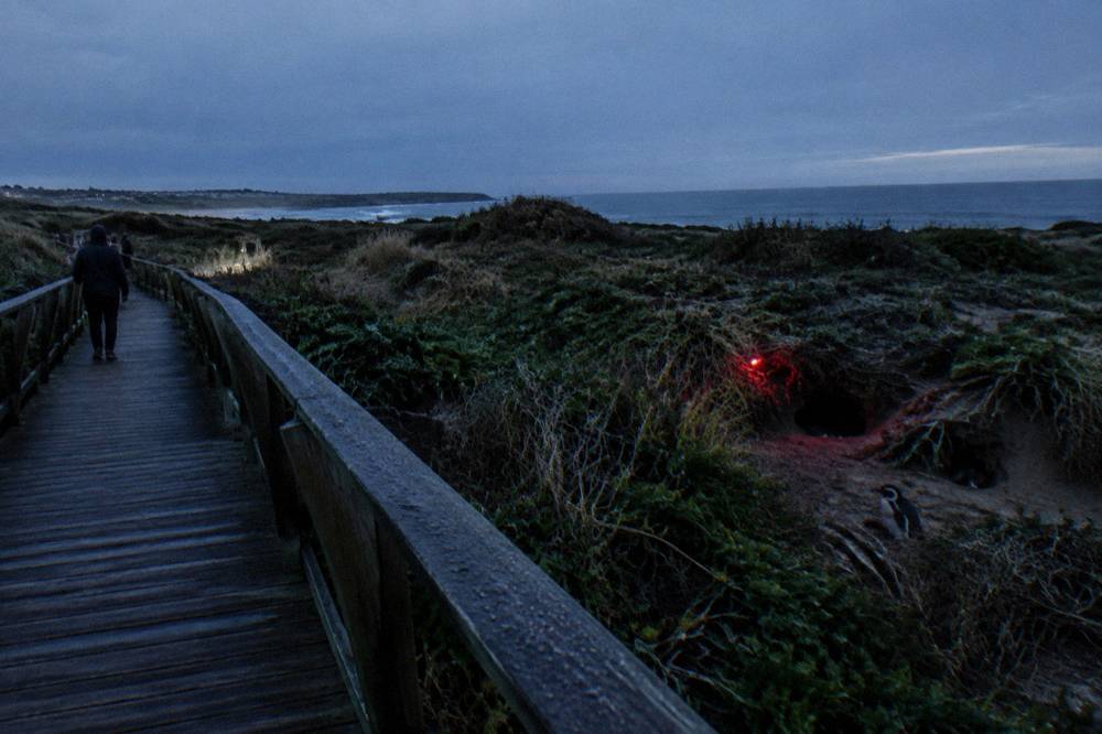 A darkened coastal boardwalk beside dune vegetation where penguins nest at night