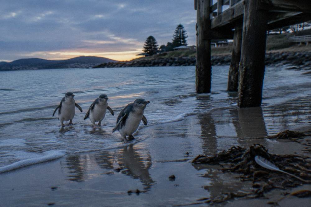 A group of little penguins wading ashore across wet sand at dusk
