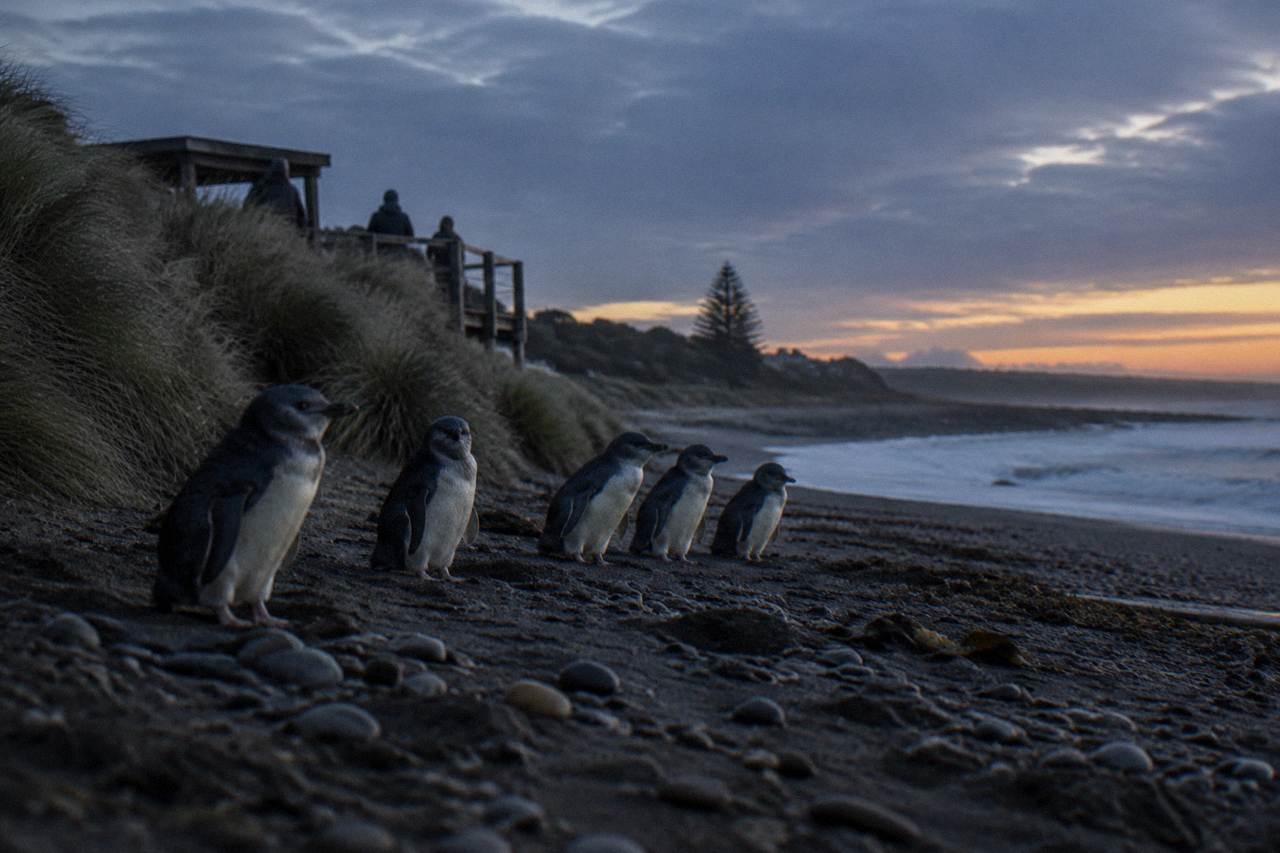 Little penguins standing on a dark Tasmanian beach at dusk