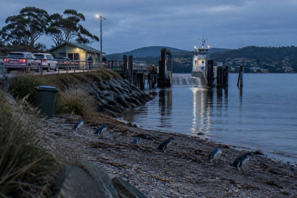 Cars queued in a line at a small ferry terminal beside a calm marina