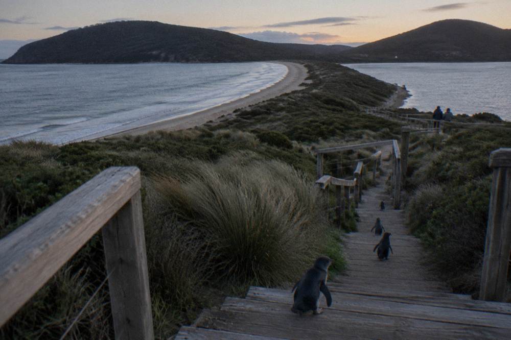 A wooden viewing platform above a darkening beach and a narrow strip of sand joining two headlands