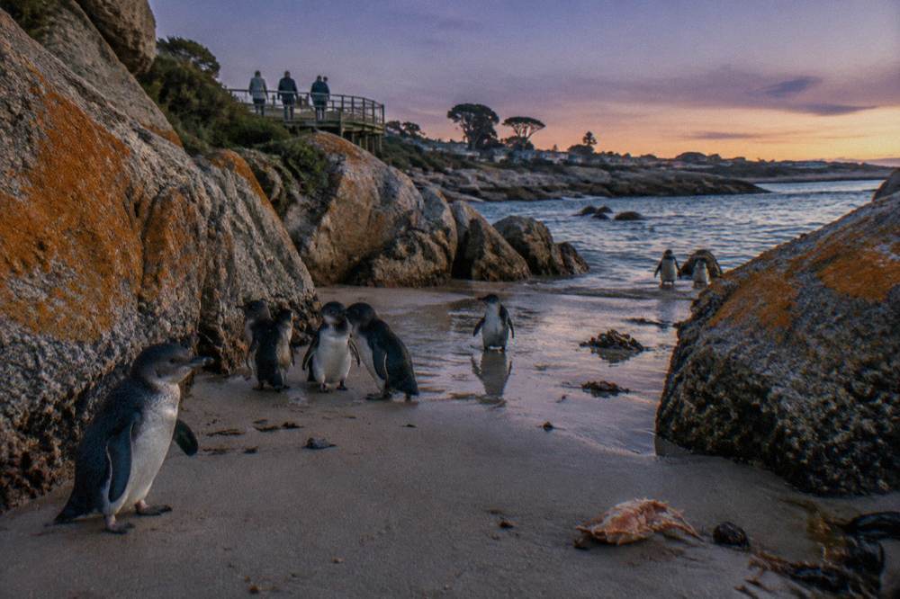 A sheltered sandy cove at last light with granite rocks and a darkening sky