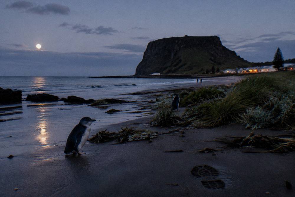 A dark beach at dusk with faint light on the sand and low coastal vegetation
