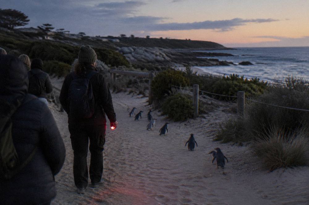 A group of visitors in dark clothing walking a sandy coastal track at dusk with a guide