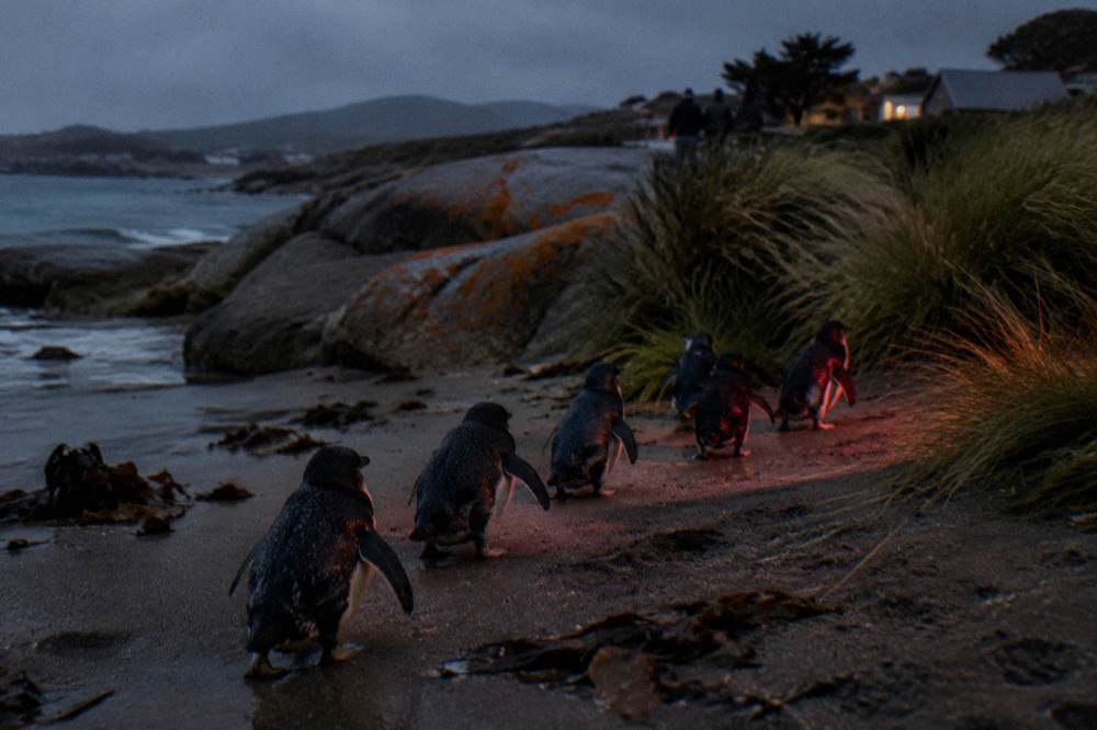 Little penguins waddling up a dark beach toward coastal grass at night