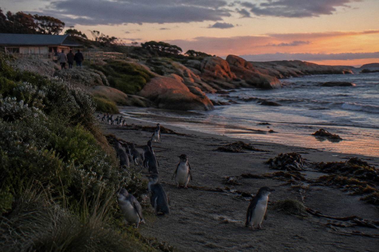 Little penguins standing on a dark sandy beach at dusk beside coastal scrub