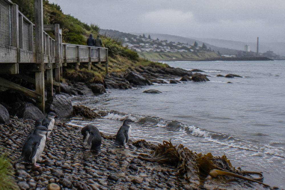 A darkening beach on the north-west coast of Tasmania with the last light fading over the water