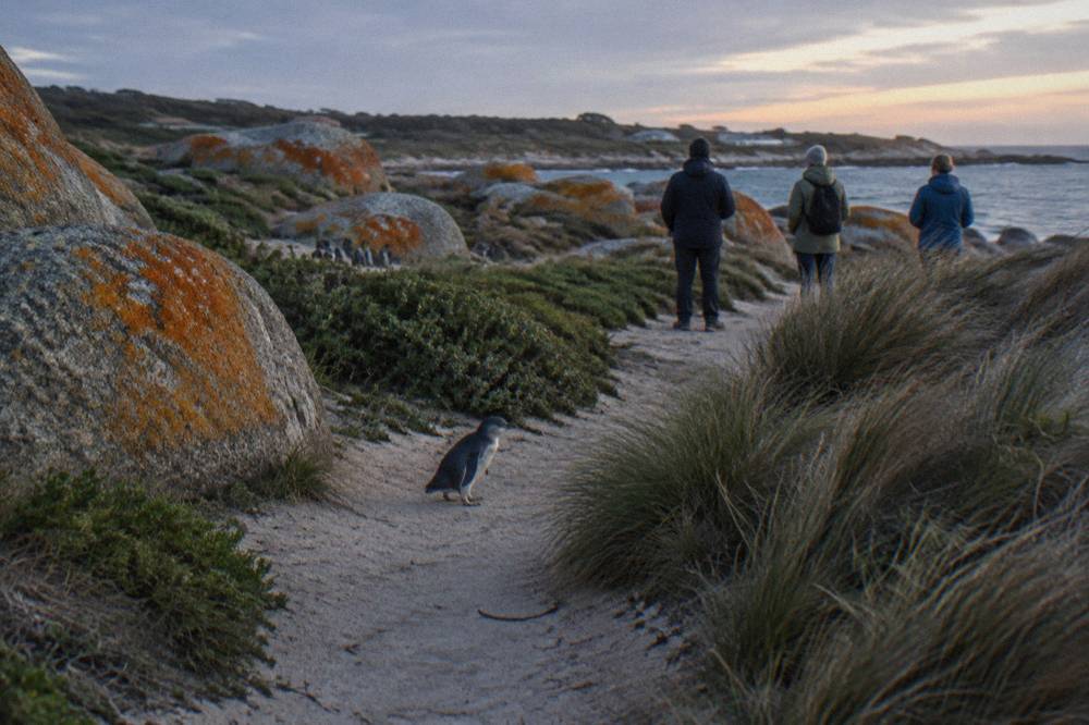 A small group of visitors standing quietly on a coastal reserve path in low evening light
