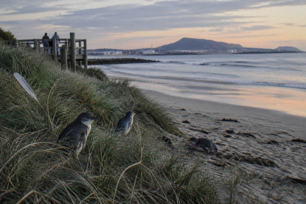 A calm Tasmanian beach in early evening with soft light across the sand and dune grass