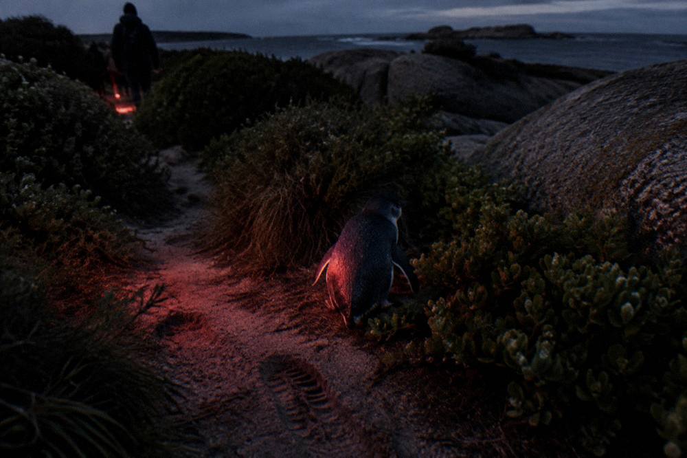 A dark evening shoreline with low coastal vegetation and a dim path near the water
