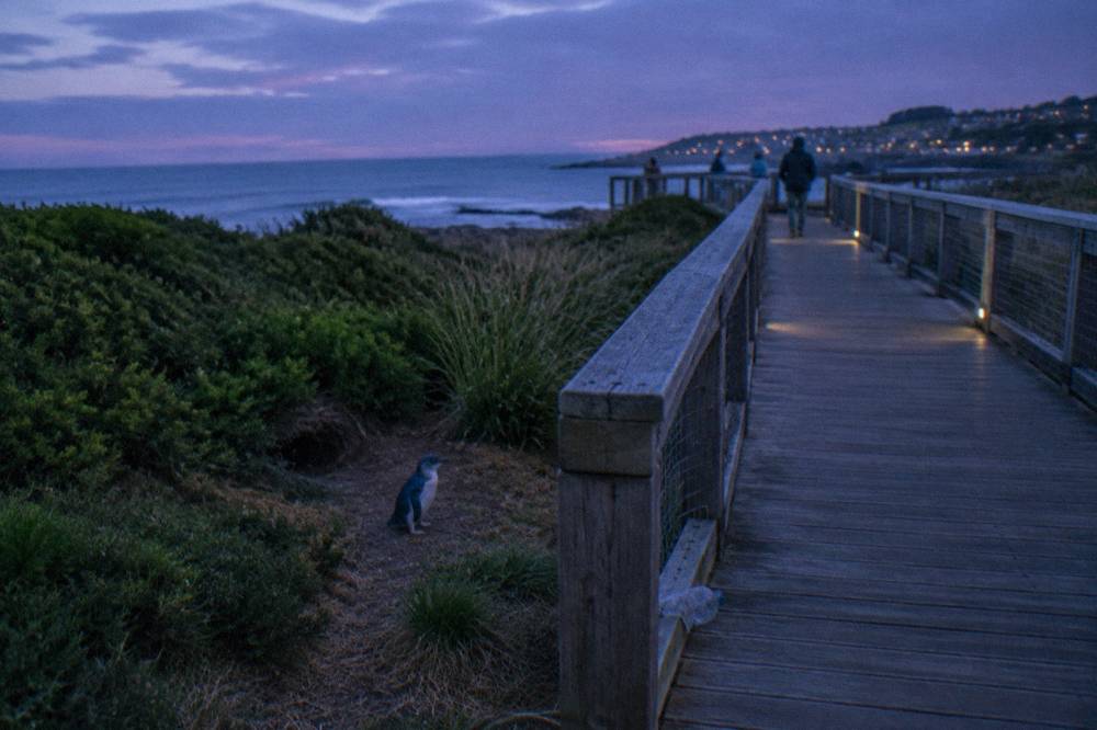A timber boardwalk beside a dark coastal reserve with low bushes under evening sky