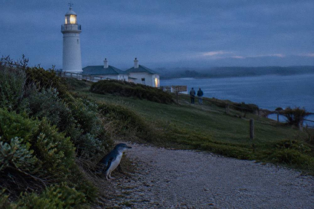 A grassy coastal reserve at dusk with a white lighthouse silhouette against a deep blue evening sky
