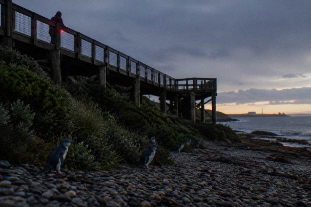 A long wooden viewing platform above a dark pebbly beach with low coastal vegetation on either side