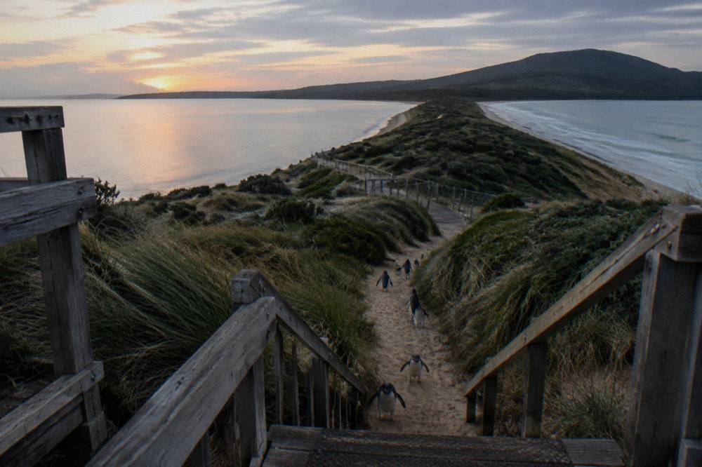 A wooden viewing platform above a low sand isthmus joining two forested island halves at dusk