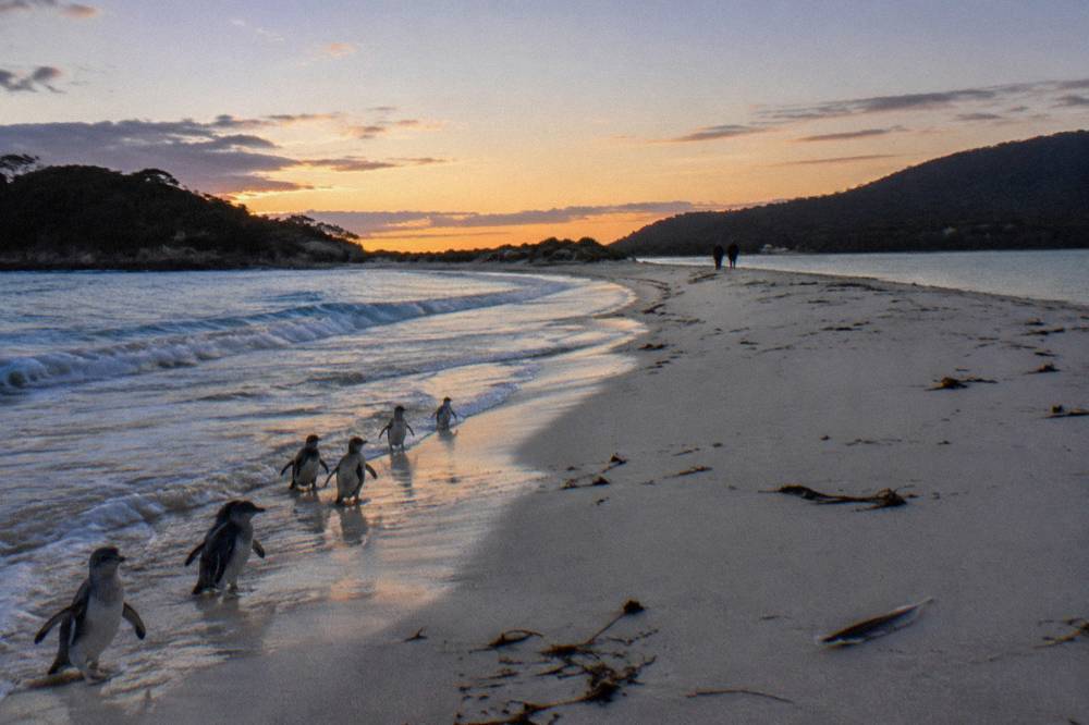 A long curve of pale sand joining two forested headlands, calm water on both sides at dusk