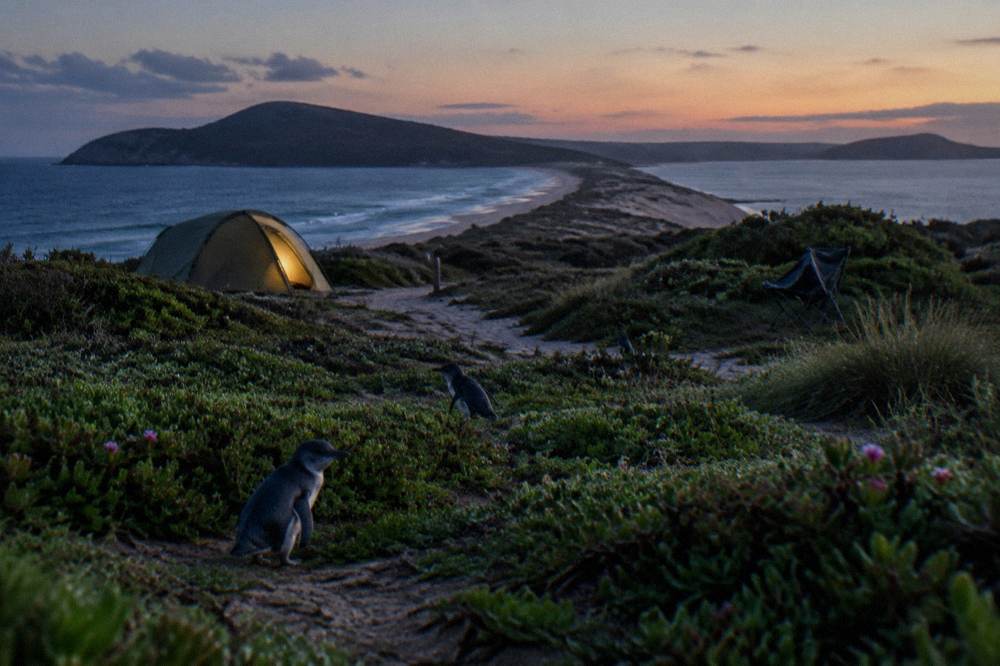 A quiet campsite among low coastal scrub near a sand track at twilight