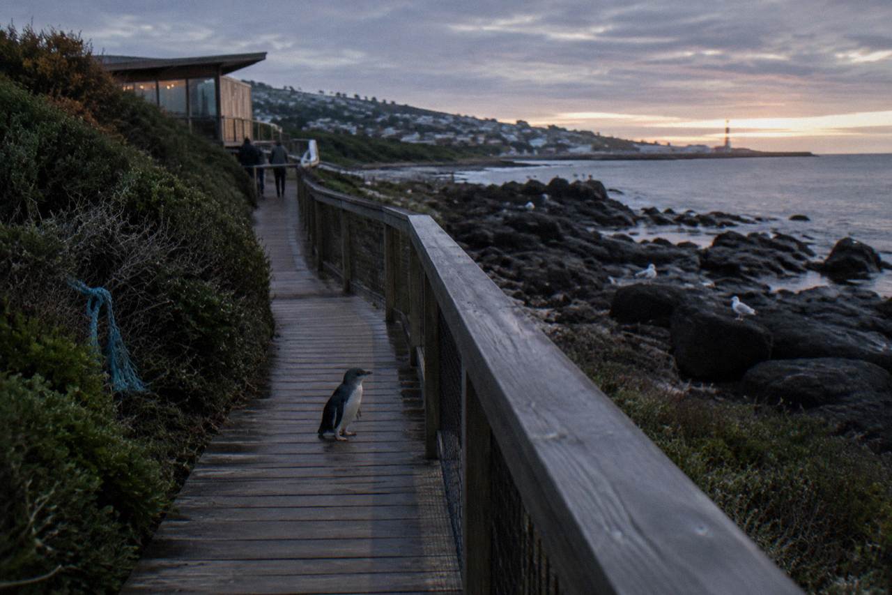 A wooden boardwalk along a dark Tasmanian beach at dusk with low coastal scrub