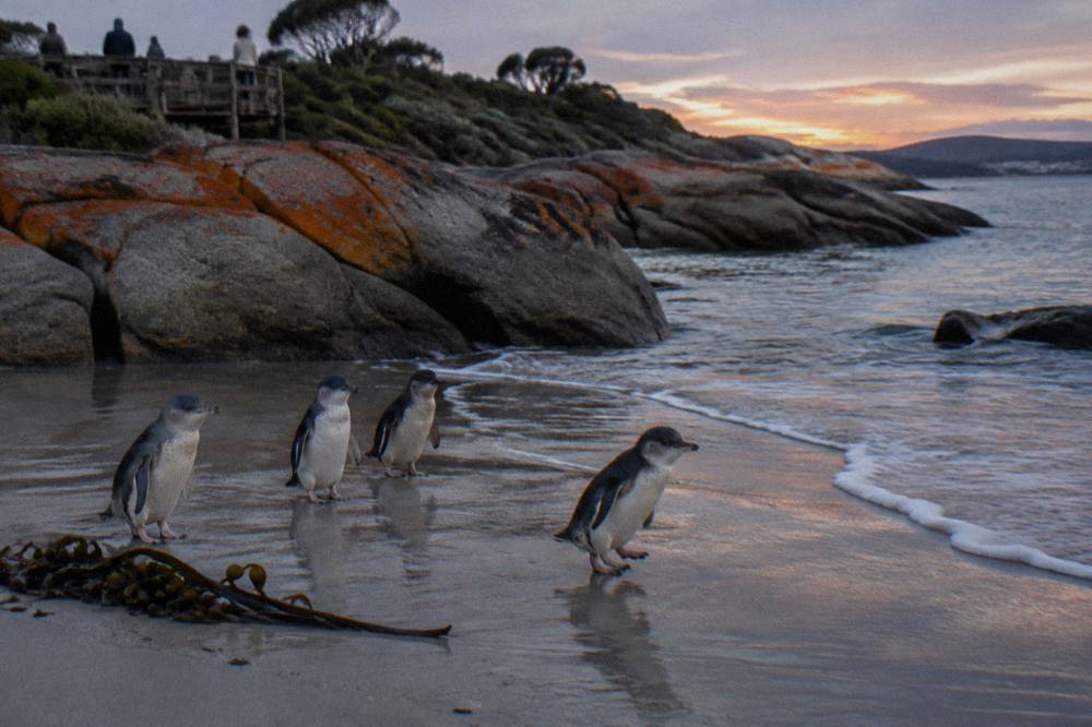 Little penguins gathered on wet sand at dusk near a dark shoreline