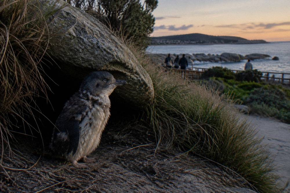 A little penguin standing at the entrance of a coastal burrow in low evening light