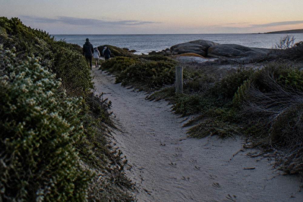 A coastal track at Bicheno leading toward dark rocks and calm sea in late evening light