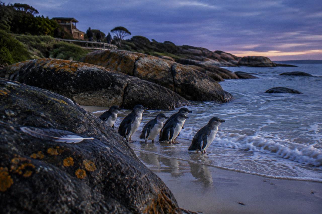 Little penguins gathered on a dark granite beach beside gentle surf at dusk