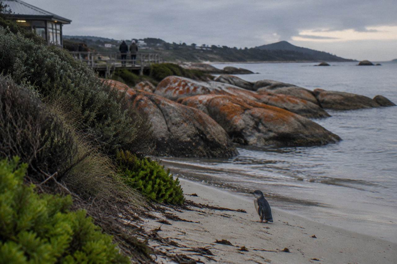 A darkening east coast beach near Bicheno with granite rocks and low coastal scrub
