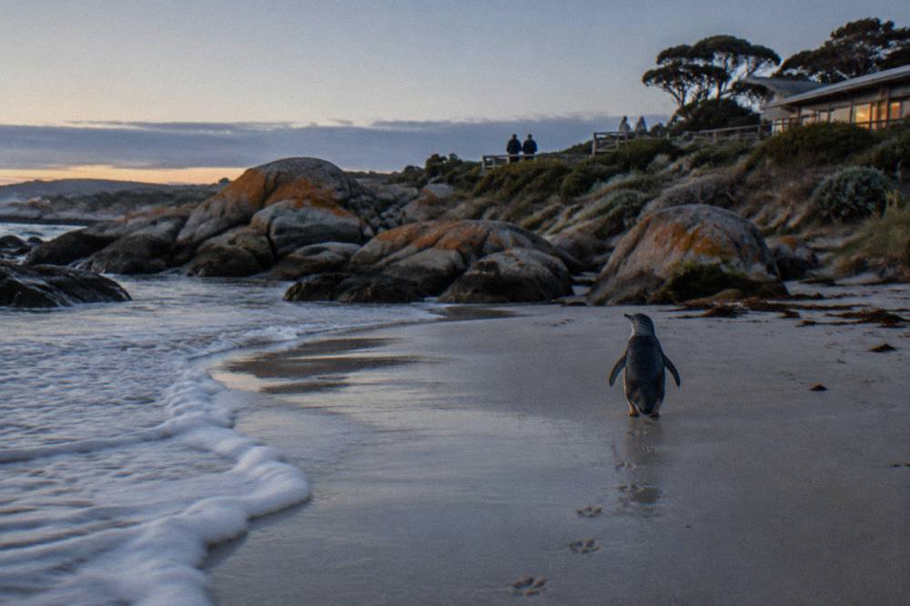 A little penguin walking across wet sand at dusk under fading natural light