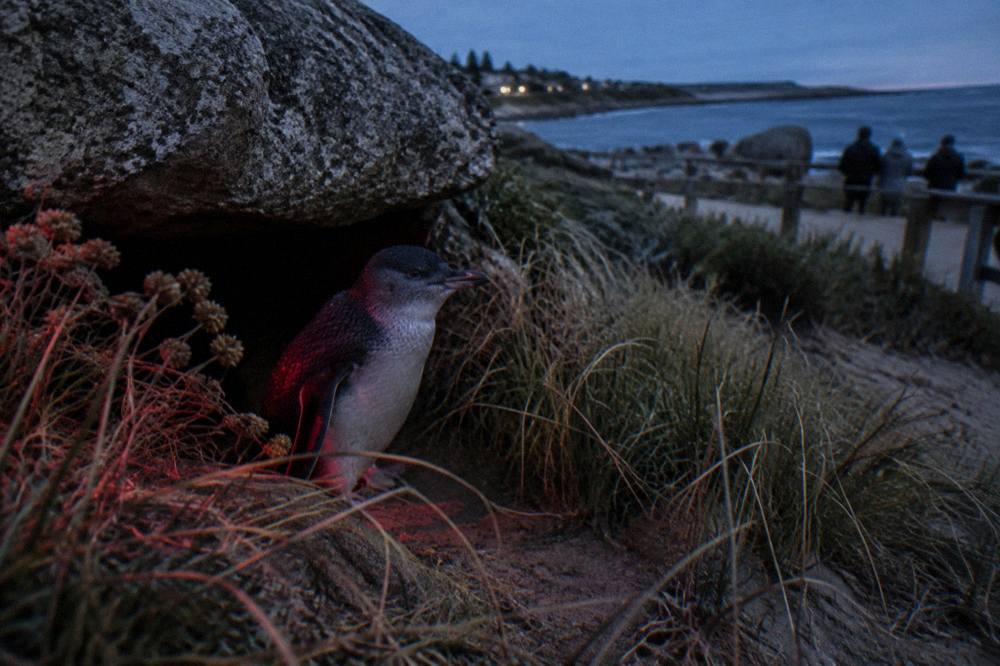 A little penguin standing among coastal grasses beside its burrow at night