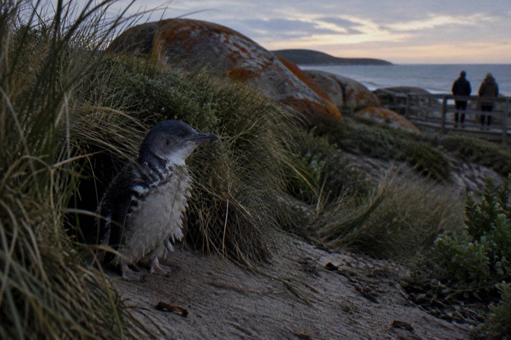 A little penguin standing at the entrance to a grassy burrow on a dim evening