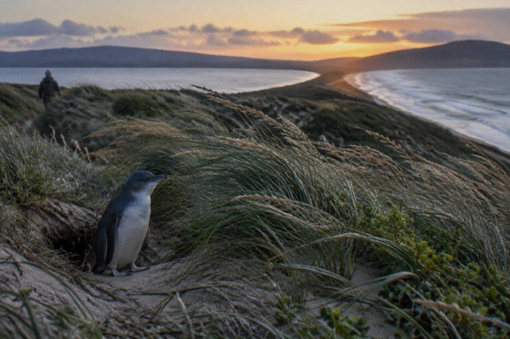 A little penguin standing among coastal grass near its burrow at dusk