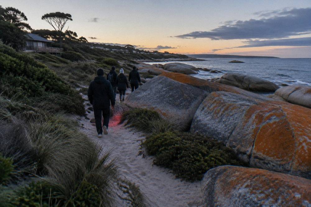 A guided group of visitors in dark clothing walking a coastal track toward a penguin rookery at dusk