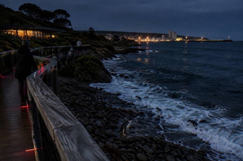 A wooden viewing platform above a dark beach where little penguins come ashore at night
