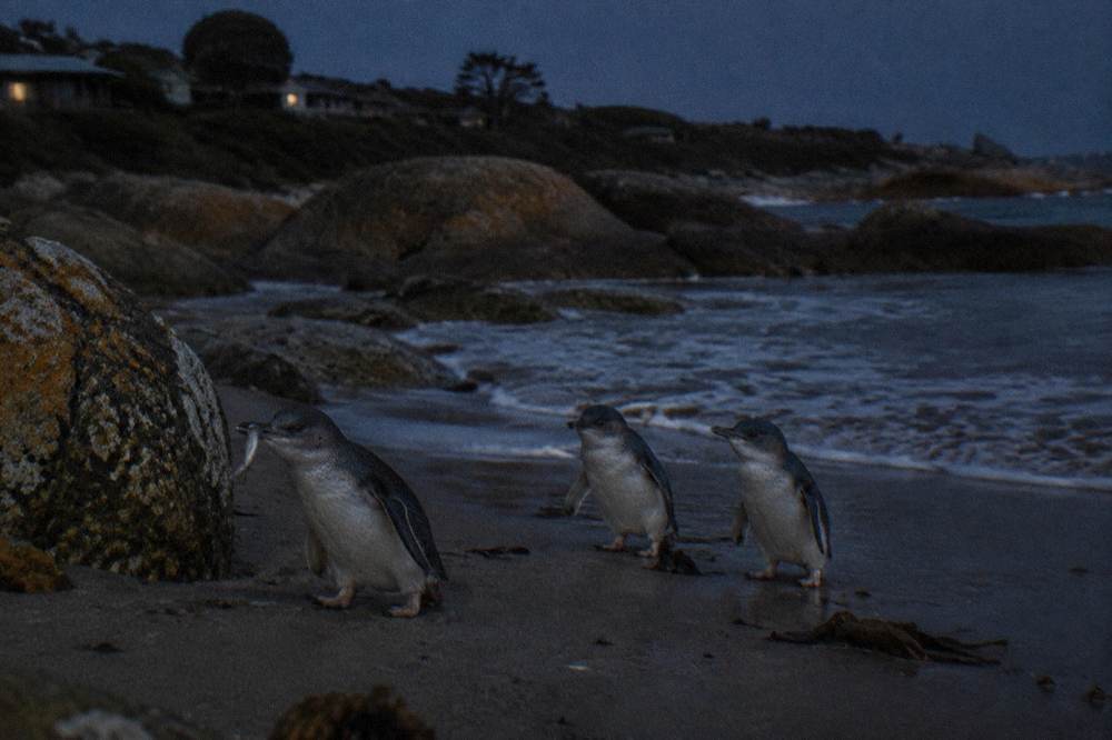 Little penguins standing on dark sand near rocks in low light