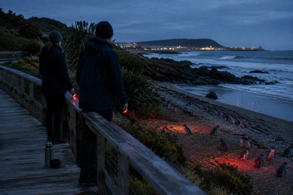 A dimly lit wooden boardwalk along a beach with volunteer guides holding red torches