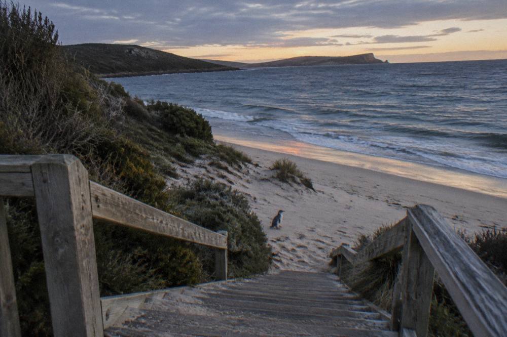 A wooden viewing platform above a low dune at dusk with darkening sea beyond