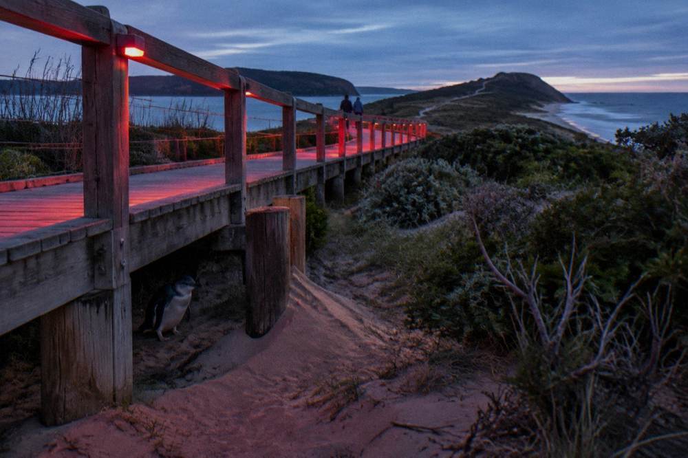 A dark wooden boardwalk curving through low coastal vegetation at dusk
