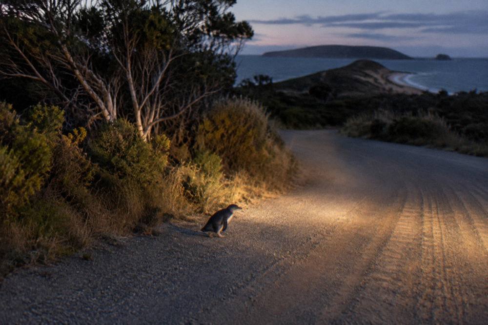 A quiet country road through coastal bush with evening light on the horizon
