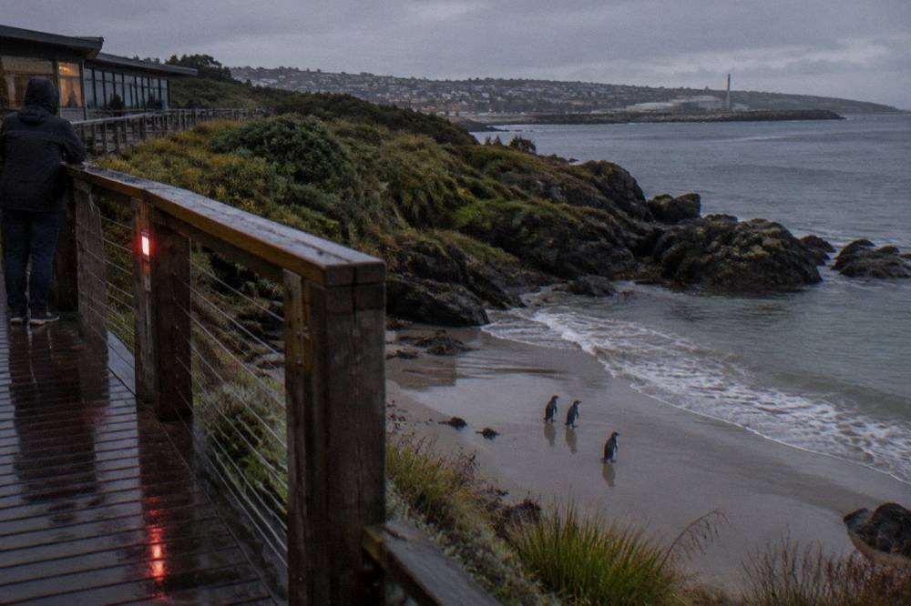 A dark wooden viewing platform above a sheltered Tasmanian beach at dusk