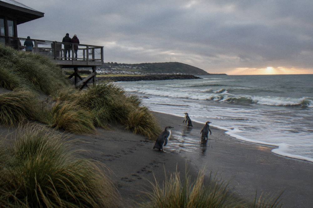 Little penguins standing on wet sand near coastal grasses at last light