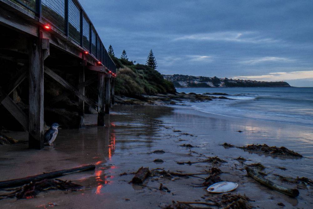A calm Tasmanian beach at dusk with a raised timber boardwalk and no people