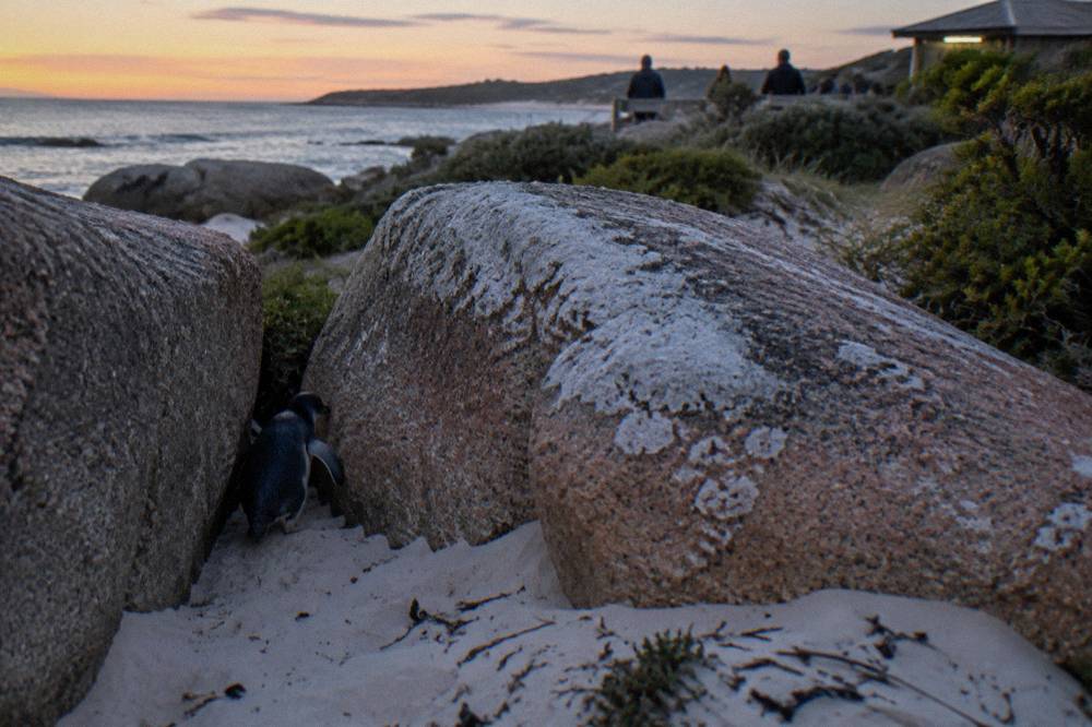 Pink granite boulders and white sand beach at the Freycinet peninsula